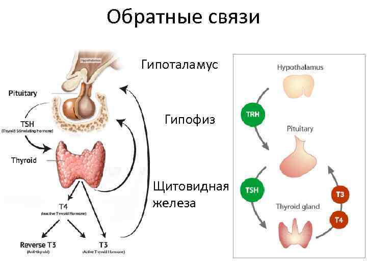 Обратные связи Гипоталамус Гипофиз Щитовидная железа 