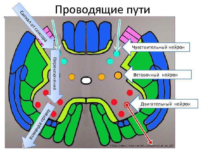 ал гн Си Проводящие пути от ра о нс се Чувствительный нейрон Переключение Вставочный