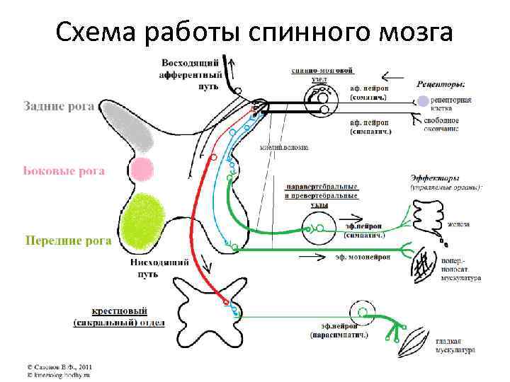 Схема работы спинного мозга 