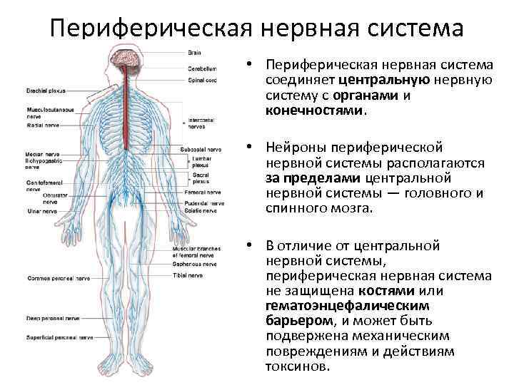Органы периферической нервной системы человека