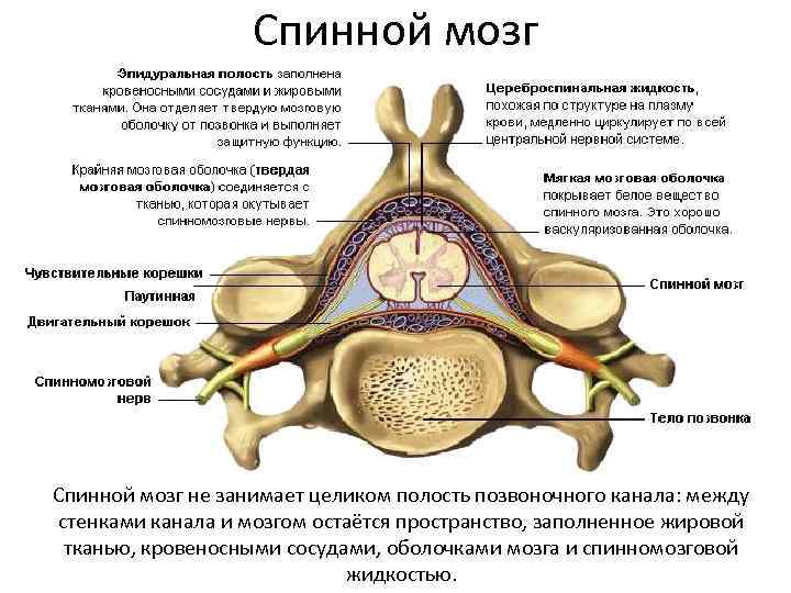 Спинной мозг не занимает целиком полость позвоночного канала: между стенками канала и мозгом остаётся