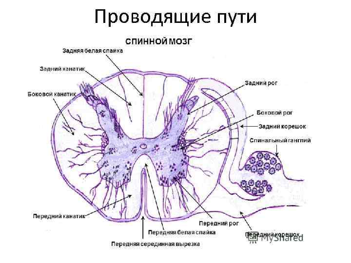 Схема нижнего пучка