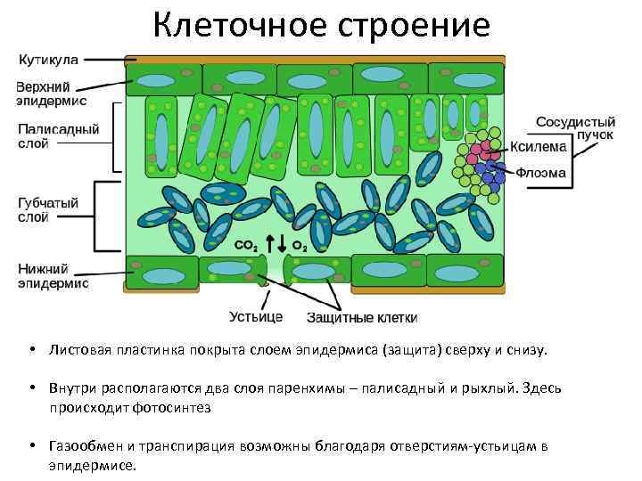 Функции клетки листа. Клеточное строение листовой пластинки. Строение листовой пластинки 6 класс биология. Клеточное строение листьев 6 класс. Строение листовой пластинки фотосинтез.