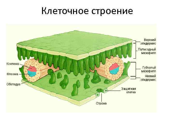 Клеточное строение листа рисунок