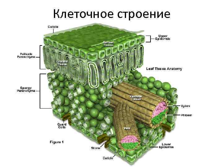 Клеточное строение листа рисунок