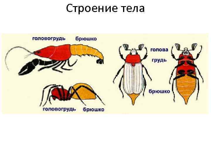 Членистоногие тело разделено на. Членистоногие внутреннее строение. Строение членистоногих насекомых. Членистоногие насекомые строение тела. Отделы тела членистоногих.