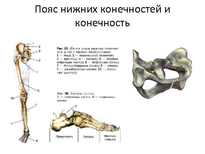 Анатомия нижней конечности человека. Кости пояса нижних конечностей человека. Анатомия костей нижних конечностей человека.