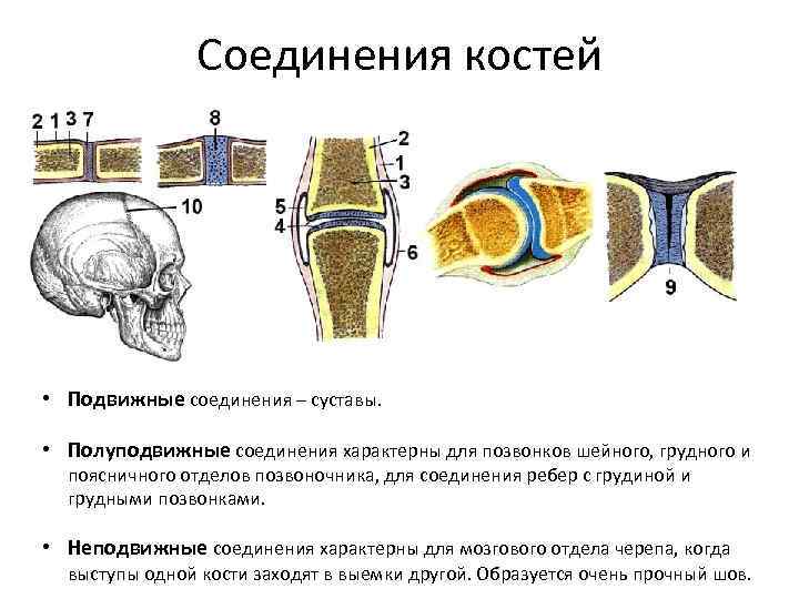 Соединения костей • Подвижные соединения – суставы. • Полуподвижные соединения характерны для позвонков шейного,