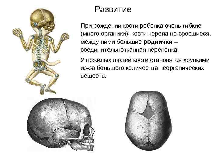 Развитие При рождении кости ребенка очень гибкие (много органики), кости черепа не сросшиеся, между