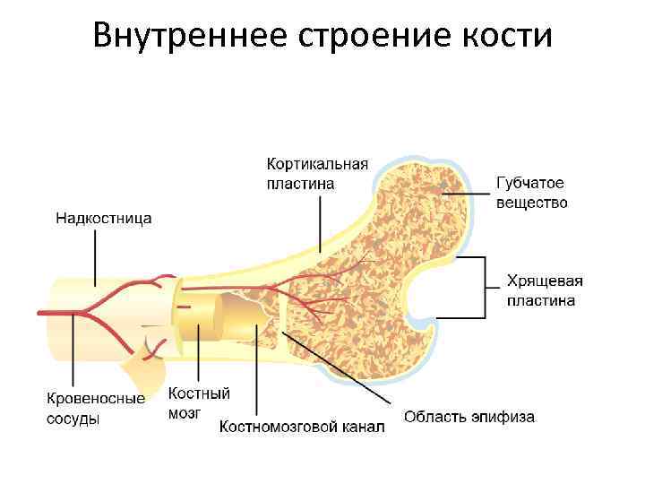 Внутреннее строение кости 