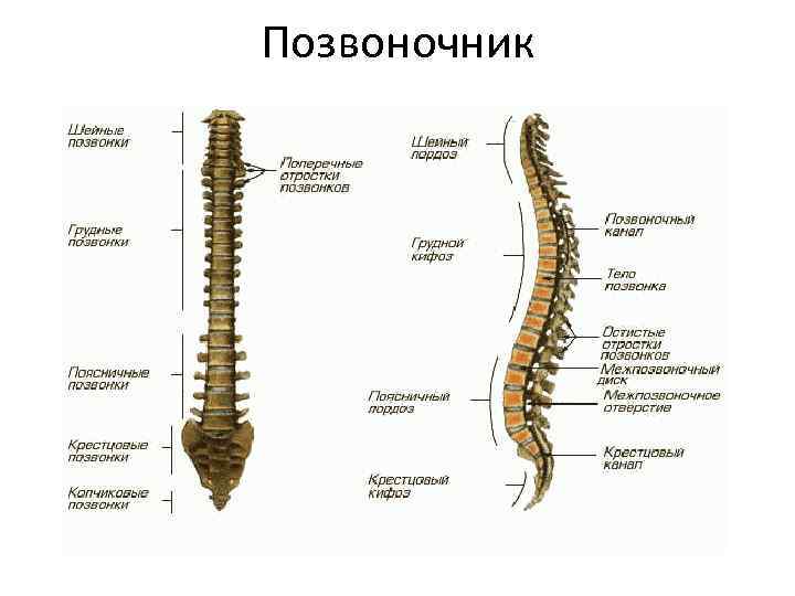 Позвоночник 