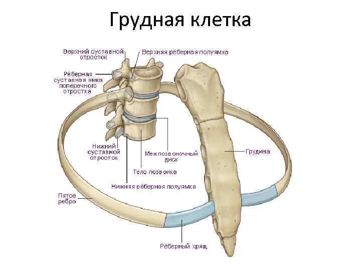 Грудная клетка 