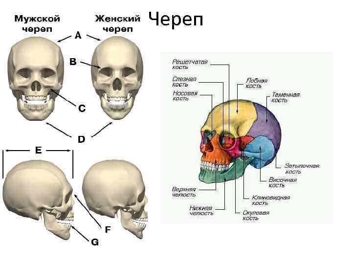 Череп 