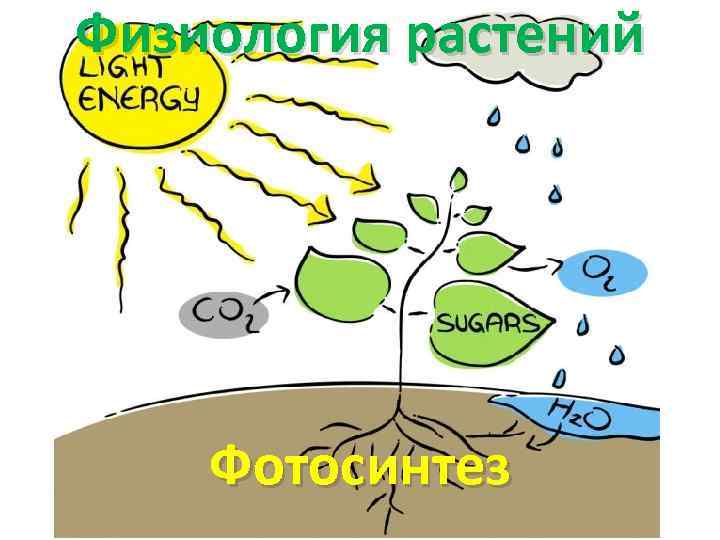 Физиология растений Фотосинтез 