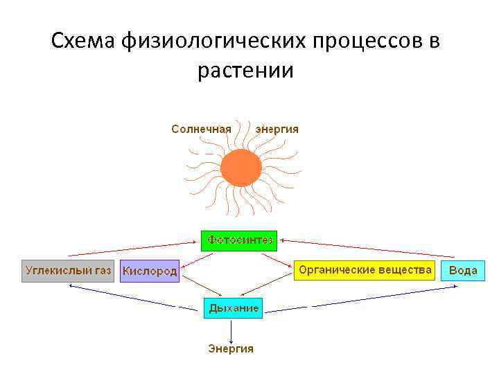 Схема физиологических процессов в растении 