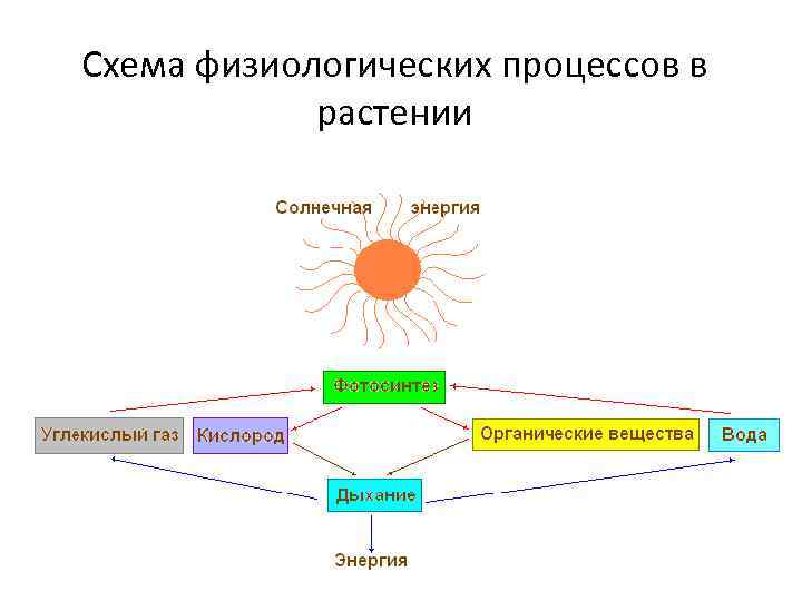 Схема процесса дыхания растения