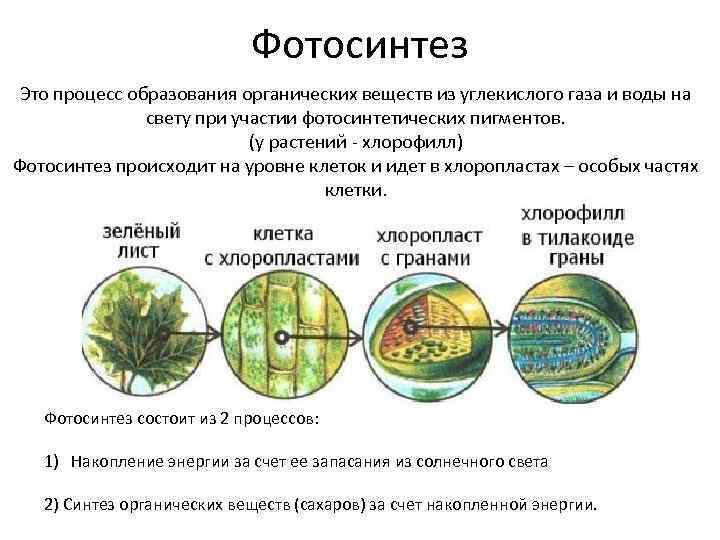 Фотосинтез Это процесс образования органических веществ из углекислого газа и воды на свету при