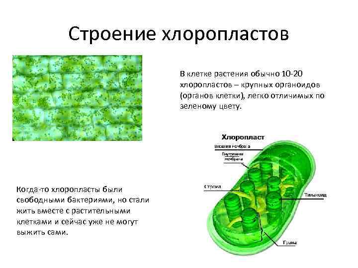 Строение хлоропластов В клетке растения обычно 10 -20 хлоропластов – крупных органоидов (органов клетки),