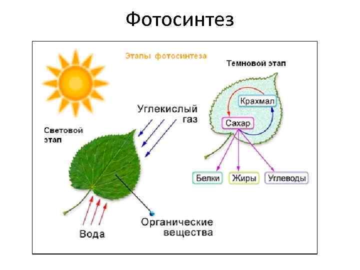 Фотосинтез 