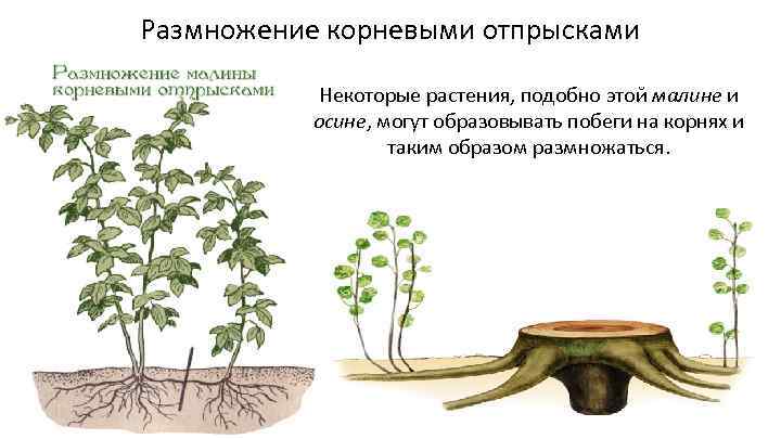 Размножение корневыми отпрысками Некоторые растения, подобно этой малине и осине, могут образовывать побеги на