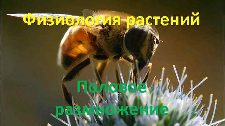 Физиология растений Половое размножение 