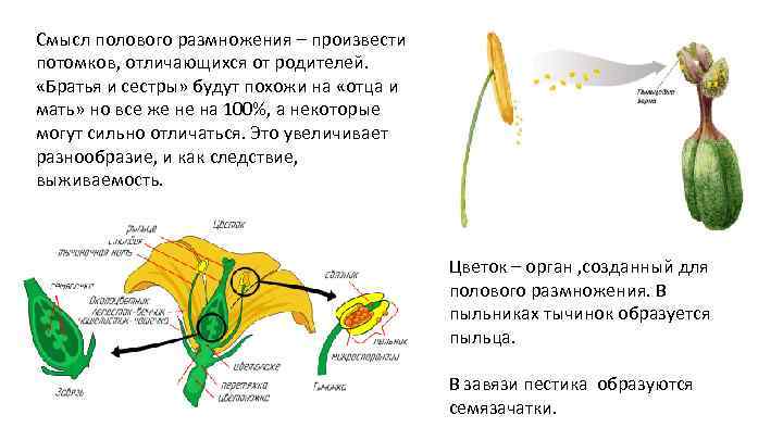Смысл полового размножения – произвести потомков, отличающихся от родителей. «Братья и сестры» будут похожи
