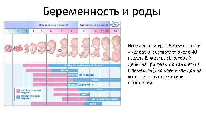 Беременность и роды Нормальный срок беременности у человека составляет около 40 недель (9 месяцев),