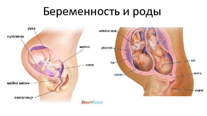 Беременность и роды 