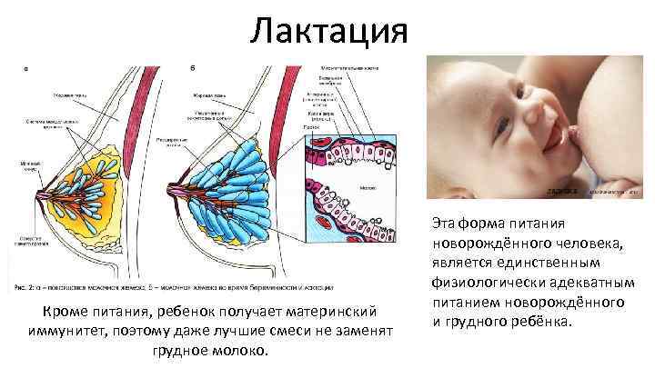 Лактация Кроме питания, ребенок получает материнский иммунитет, поэтому даже лучшие смеси не заменят грудное