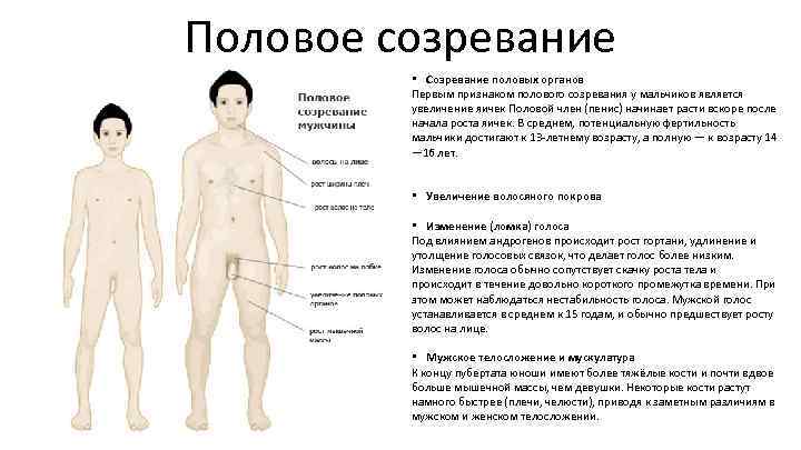 Половое созревание • Созревание половых органов Первым признаком полового созревания у мальчиков является увеличение