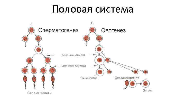 Половая система 