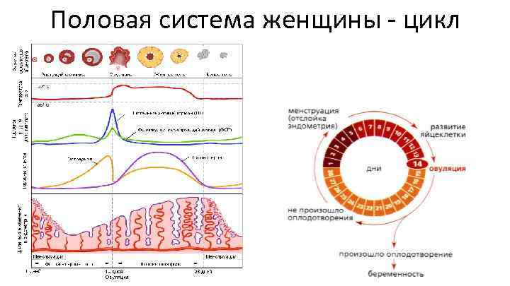 Половая система женщины - цикл 