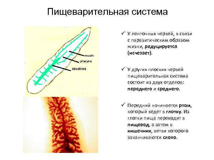 Пищеварительная система ü У ленточных червей, в связи с паразитическим образом жизни, редуцируется (исчезает).