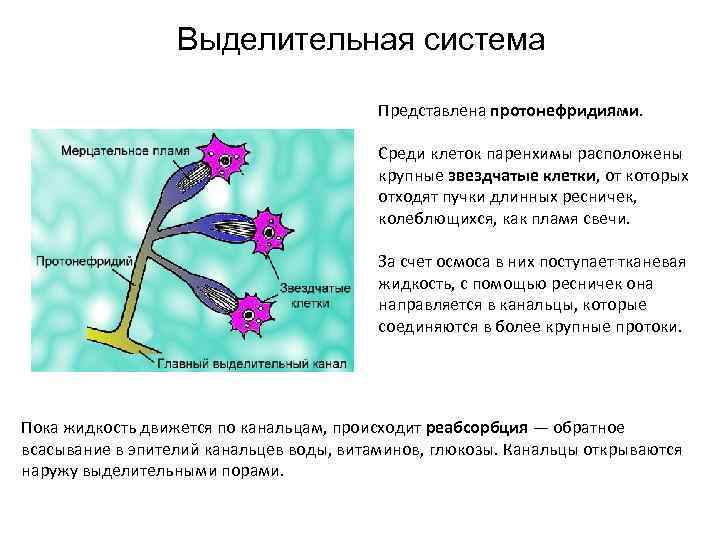 Выделительная система животного изображенного на рисунке. Выделительная система представлена протонефридиями. Звездчатые клетки в выделительной системе. Выделительная система представлена звёздчатыми клетками. Протонефридии звездчатые клетки.