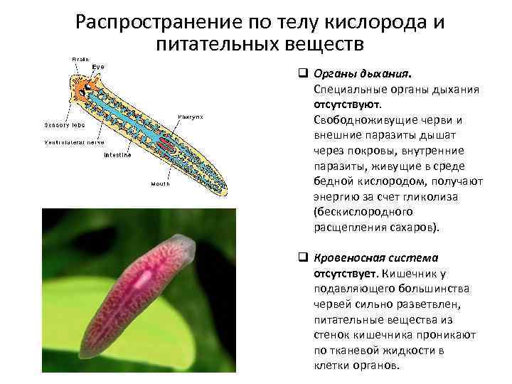 Животные черви органы чувств