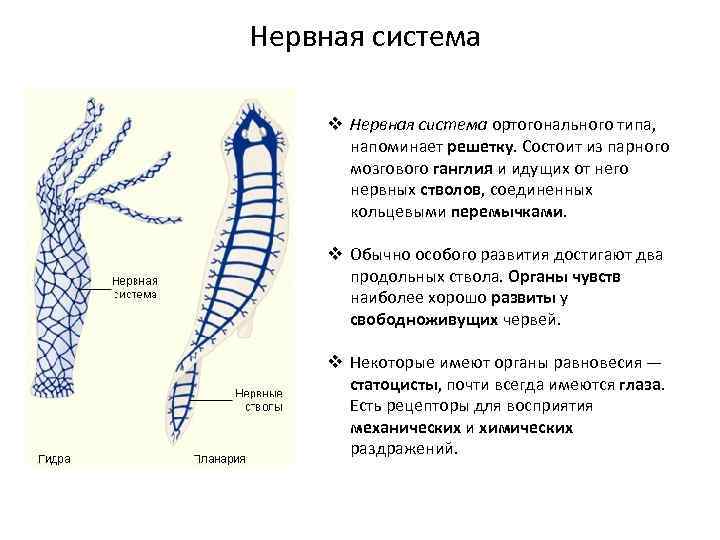 Нервная система v Нервная система ортогонального типа, напоминает решетку. Состоит из парного мозгового ганглия