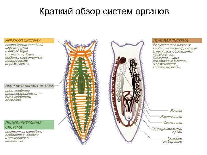 Краткий обзор систем органов 