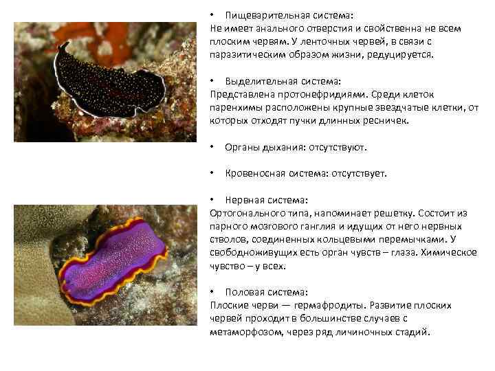 Животные к паразитическому образу жизни