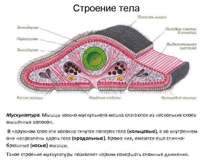 Строение тела Мускулатура. Мышцы кожно-мускульного мешка слагаются из нескольких слоев мышечных волокон. В наружном