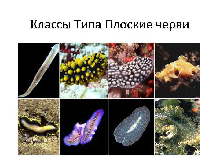 Классы Типа Плоские черви 