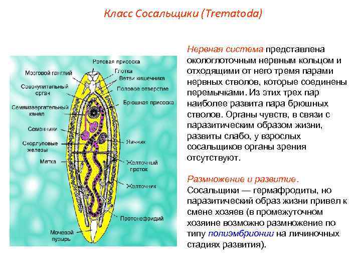 Класс Сосальщики (Trematoda) Нервная система представлена окологлоточным нервным кольцом и отходящими от него тремя
