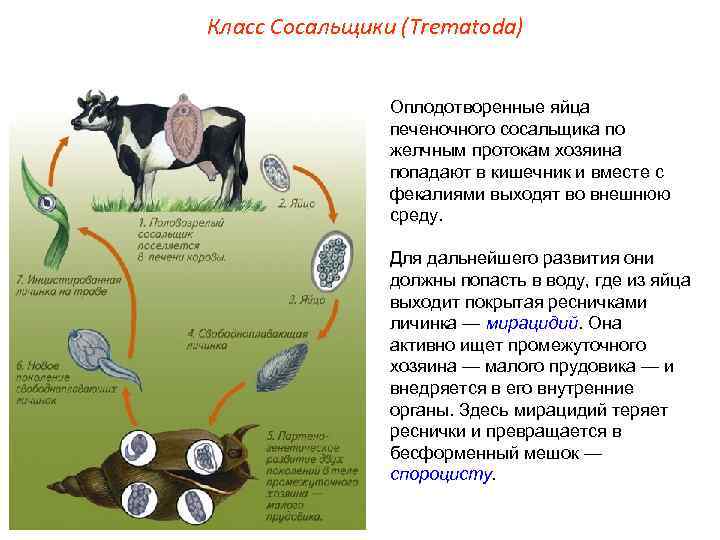 Класс Сосальщики (Trematoda) Оплодотворенные яйца печеночного сосальщика по желчным протокам хозяина попадают в кишечник