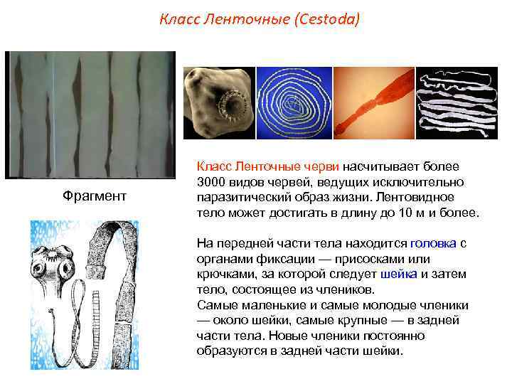 Класс Ленточные (Cestoda) Фрагмент Класс Ленточные черви насчитывает более 3000 видов червей, ведущих исключительно