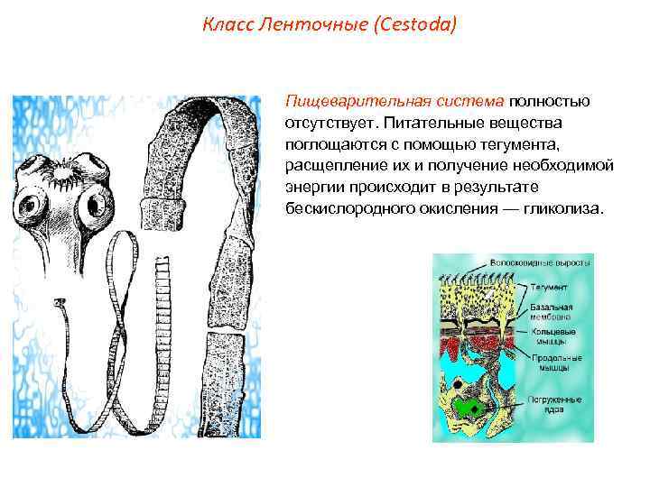 Класс Ленточные (Cestoda) Пищеварительная система полностью отсутствует. Питательные вещества поглощаются с помощью тегумента, расщепление