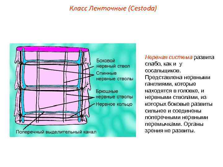 Класс Ленточные (Cestoda) Нервная система развита слабо, как и у сосальщиков. Представлена нервными ганглиями,