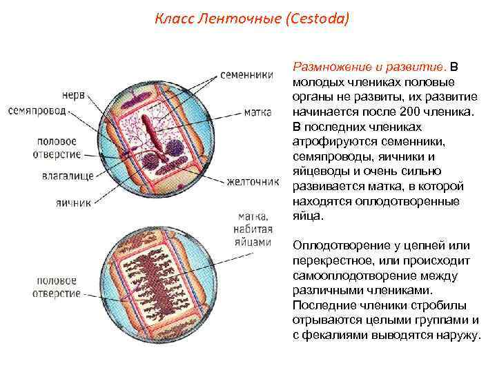 Класс Ленточные (Cestoda) Размножение и развитие. В молодых члениках половые органы не развиты, их
