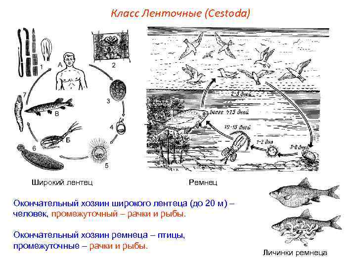Класс Ленточные (Cestoda) Широкий лентец Ремнец Окончательный хозяин широкого лентеца (до 20 м) –