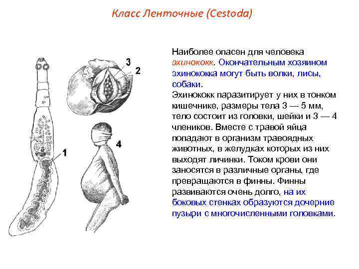 Класс Ленточные (Cestoda) Наиболее опасен для человека эхинококк. Окончательным хозяином эхинококка могут быть волки,