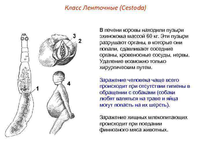 Класс Ленточные (Cestoda) В печени коровы находили пузыри эхинококка массой 60 кг. Эти пузыри