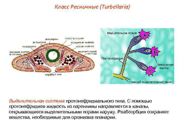 Класс Ресничные (Turbellaria) Выделительная система протонефридиального типа. С помощью протонефридиев жидкость из паренхимы направляется